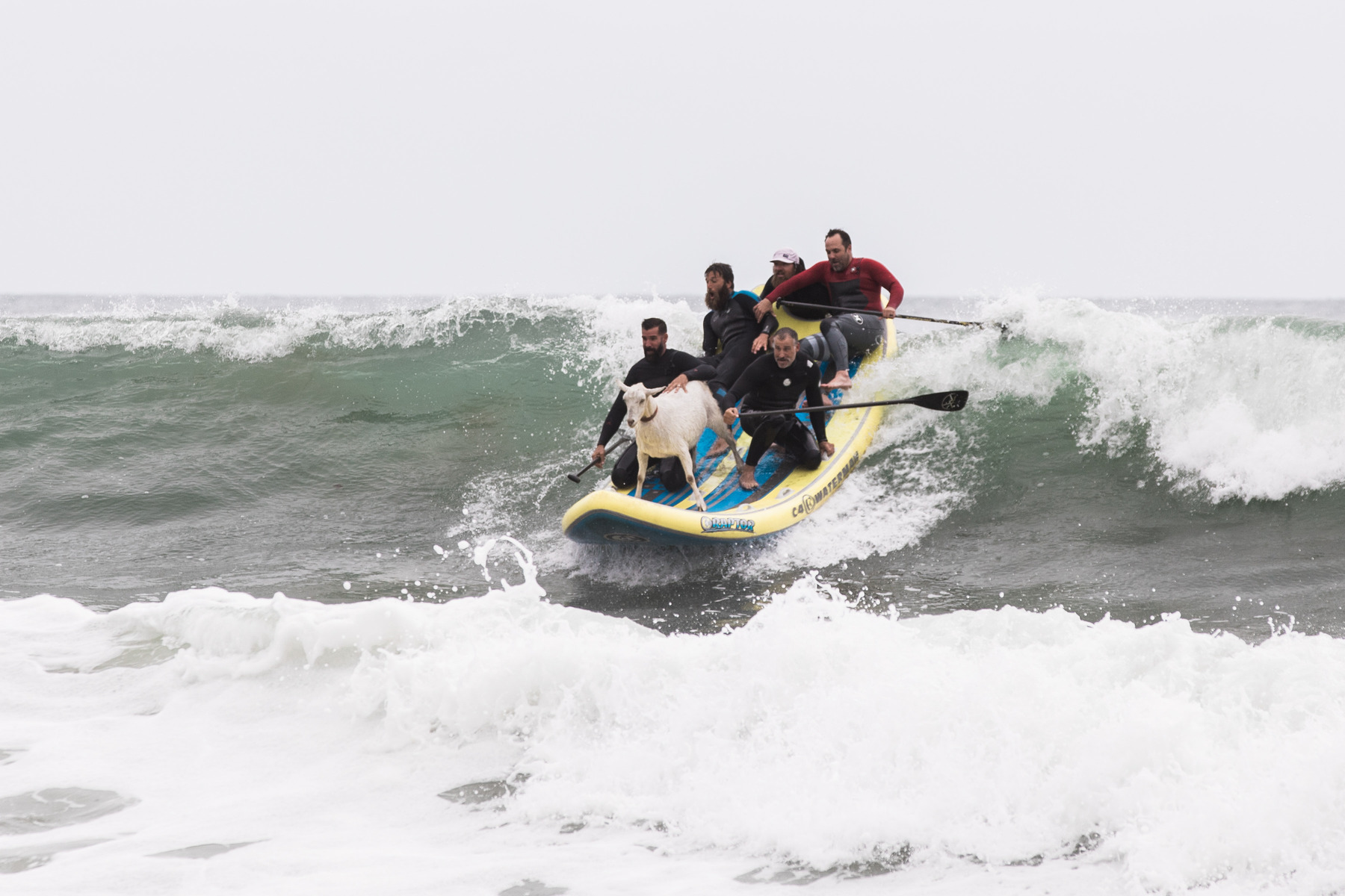 Surfing Goats Ride the Waves in California